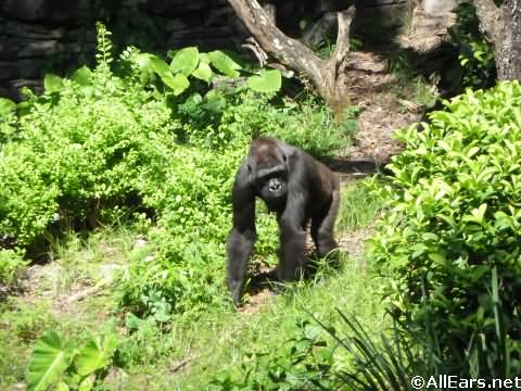 Animal Kingdom Gorillas