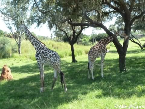 Animal Kingdom giraffe