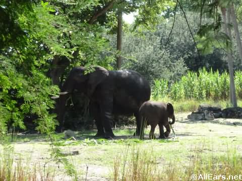 Animal Kingdom Elephants