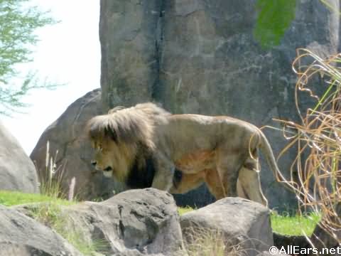 Animal Kingdom Lion