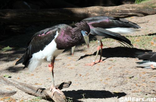 Animal Kingdom Abdim Stork