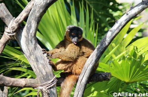 Animal Kingdom Collared Lemurs