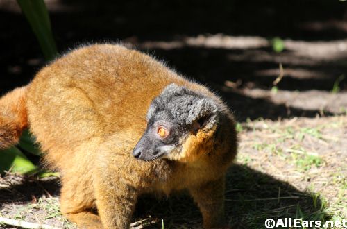 Animal Kingdom Collared Lemurs