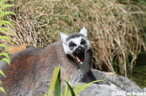 Animal Kingdom Ringed-Tailed Lemurs