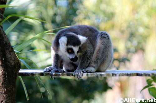 Animal Kingdom Ringed-Tailed Lemurs