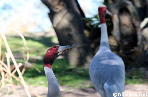 Animal Kingdom Saurus Cranes