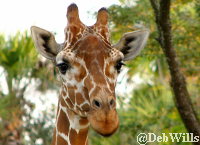 Giraffe on the Sunset Savannah Animal Kingdom Lodge