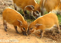 Red River Hogs