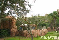 Arusha Savannah Animal Kingdom Lodge