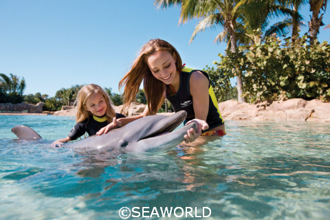 SeaWorld Dolphin Interation