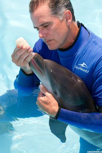 SeaWorld_Orlando_Wild_Days_Sea_Rescue%5B1%5D.jpg