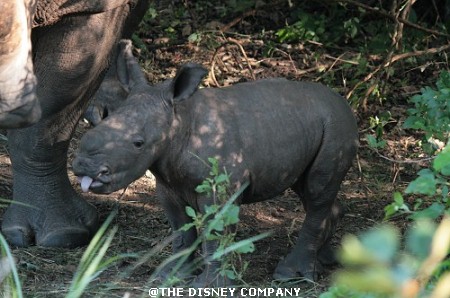 Ziwa_Rhino_Sanctuary1.jpg
