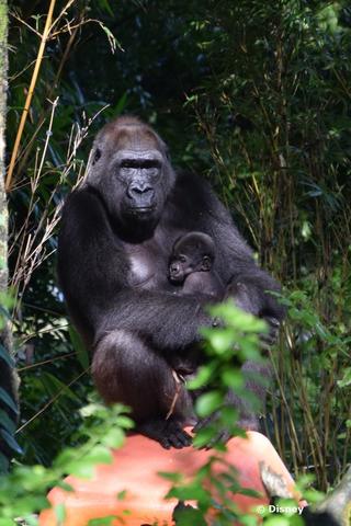 baby-gorilla-0914.jpg