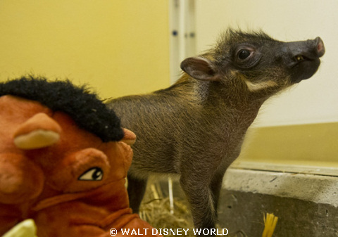 baby-warthog-march2012.jpg