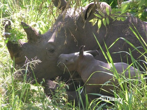 disney-animal-kingdom-rhino-gives%20birth-in-uganda.jpg