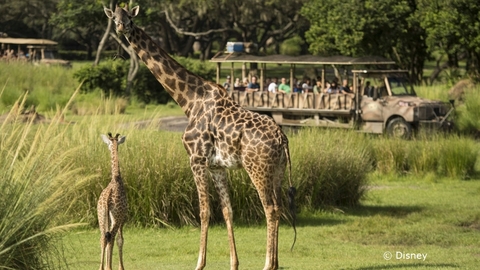 giraffe-calf-disneys-animal-kingdom-18-02.jpg