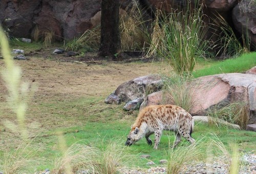 hyenas-2.jpg