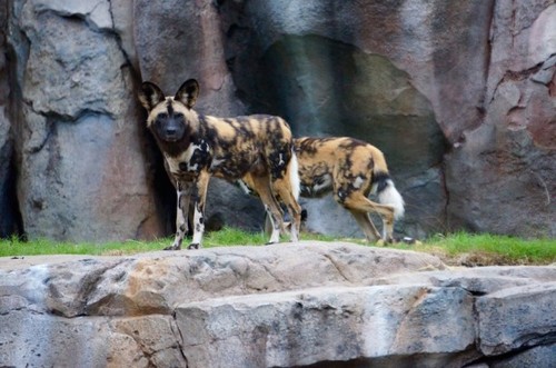 painted-dogs-2.jpg