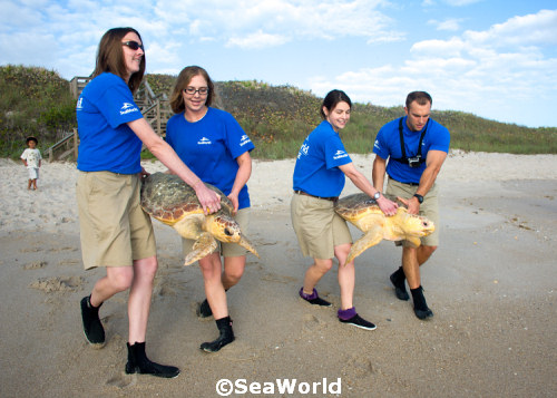 SeaWorld Orlando Returns 14 Sea Turtles to Canaveral National Seashore