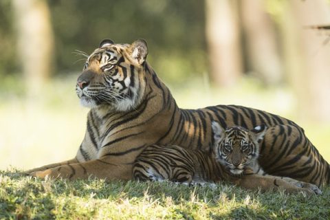 tiger-cubs2.jpg
