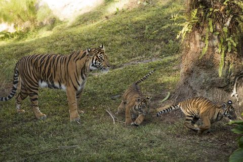 tiger-cubs4.jpg
