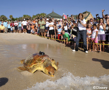 Loggerhead Turtle Release at Disney's Vero Beach