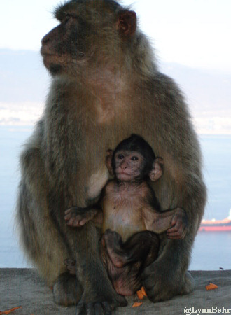 Ape and Baby