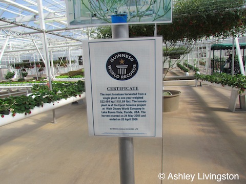 Record holding tomato plant