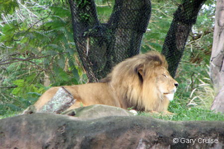 Lion at Coppies