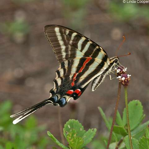 Zebra_Swallowtail