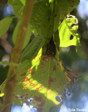 Bat under leaf