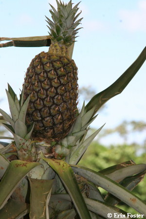Pineapple on plant