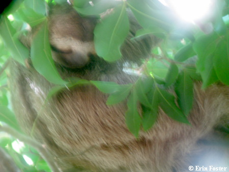 Sloth in tree