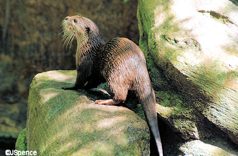 Asian Small-Clawed Otters