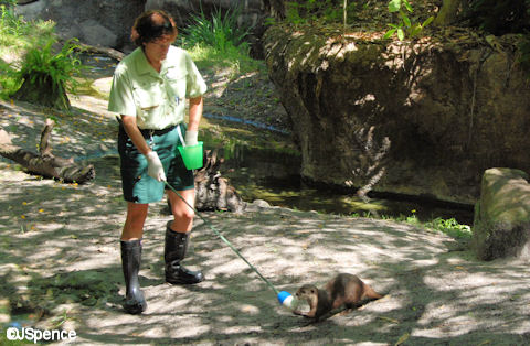 Otter Training