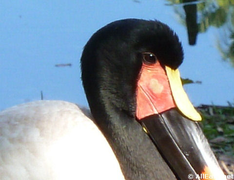 Saddle-billed Stork - Male