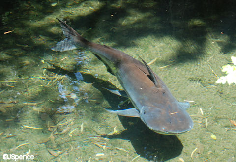 Paroon Shark-Catfish
