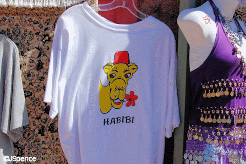 Habibi the Camel