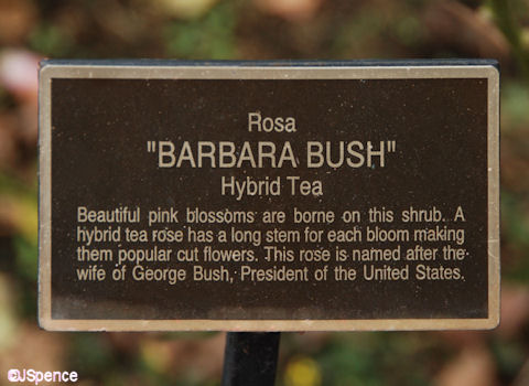 Barbara Bush Rose Plaque