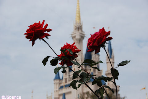 Artistic Rose & Castle Photograph