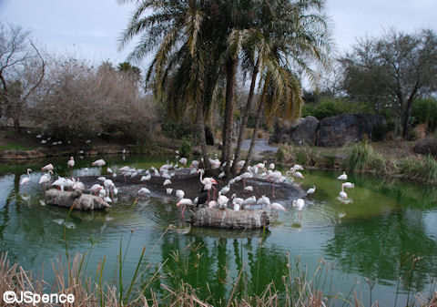Flamingos and Hidden Mickey