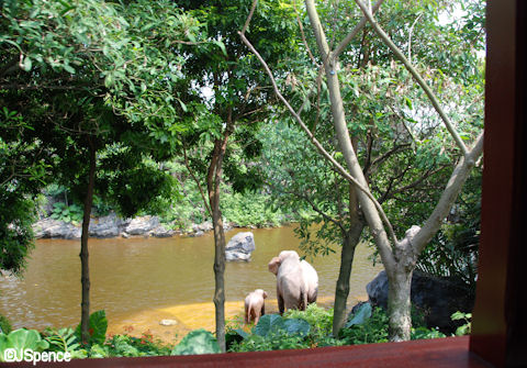 Jungle Cruise as seen from the Train