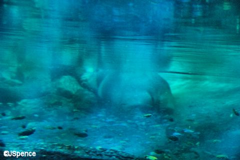 Hippo Bathing Pool