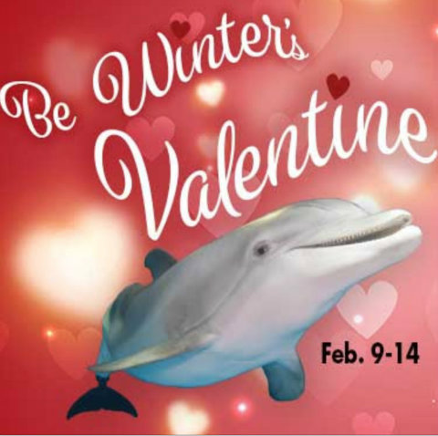 clearwater-marine-aquarium-winter-dolphin-valentine.jpg