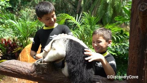 discovery-cove-animal-trek-anteater.jpg