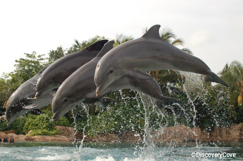 discovery-cove-dolphins-jumping.jpg