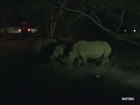 disney-animal-kingdom-kilimanjaro-safari-at-night-rhinos.jpg