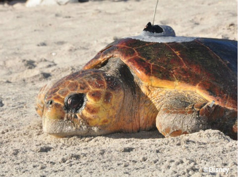 disney-vero-beach-tour-de-turtles-2014-elsa.jpg