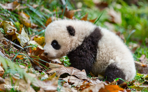disneynature-born-in-china-baby-panda-mei-mei.jpg