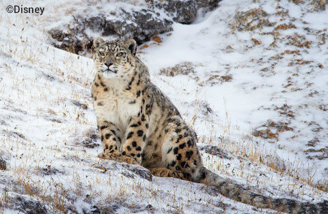 disneynature-born-in-china-snow-leopard.jpg